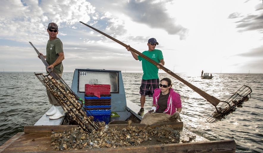 FILE - In this April 2, 2015, file photo, Gene Dasher, left, and Frankie Crosby, center, use wire baskets on the end of 14-foot handles to tong oysters while Misty Crosby separates clumps of oysters at Apalachicola Bay, near Eastpoint, Fla. The Florida Fish and Wildlife Conservation will shut down wild oyster harvesting for as long as five years. The Commissioners hope that the pause and $20 million in restoration and monitoring, will restore a portion of the oyster fishery. (AP Photo/Mark Wallheiser, File)