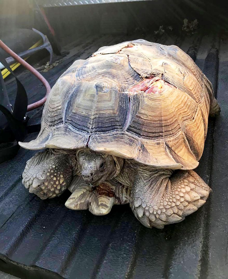 This photo provided by the Cal Fire Tuolumne-Calaveras Unit show a tortoise that had been struck and injured by a vehicle on a busy highway in San Andreas, Calif., on Aug .5, 2020. The tortoise, who has been named "Highway Pete," is being treated at a veterinary clinic in Lodi in Northern California. It had a cracked shell and deep gashes in its flesh, but is expected to make a full recovery, authorities said. (Cal Fire Tuolumne-Calaveras Unit via AP)