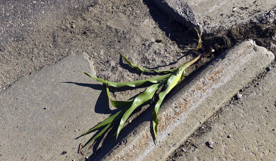 A corn stalk that was growing in a crack along 57th Street is uprooted, Wednesday, Aug. 19, 2020, in Sioux Falls, S.D.. The plant, which now has its own paper tombstone, went viral this week for growing despite the adversity of the surrounding concrete. (Erin Bormett/The Argus Leader via AP)
