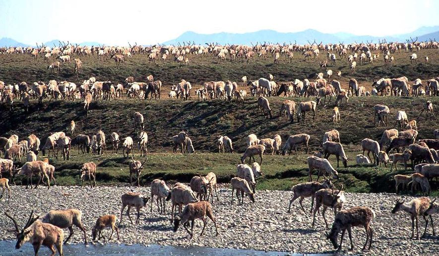 FILE - In this undated file photo provided by the U.S. Fish and Wildlife Service, caribou from the Porcupine Caribou Herd migrate onto the coastal plain of the Arctic National Wildlife Refuge in northeast Alaska. Environmental groups wasted no time challenging the Trump administration's attempt to open part of an Alaska refuge where polar bears and caribou roam free to oil and gas drilling. (U.S. Fish and Wildlife Service via AP, File)