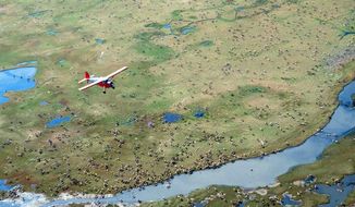 In this undated file photo provided by the U.S. Fish and Wildlife Service, an airplane flies over caribou from the Porcupine Caribou Herd on the coastal plain of the Arctic National Wildlife Refuge in northeast Alaska. (U.S. Fish and Wildlife Service via AP, File)