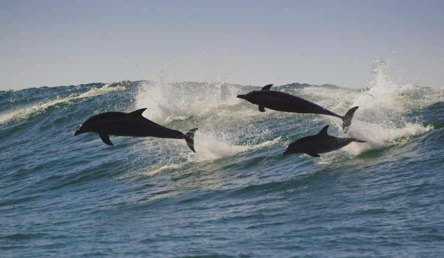 This image released by BBC America shows Indo-Pacific bottlenose dolphins in a scene from "Planet Earth: A Celebration." The special debuts at 8 p.m. EDT Monday, Aug. 31, on BBC America, AMC, SundanceTV and IFC. (BBC Studios/BBC America via AP)