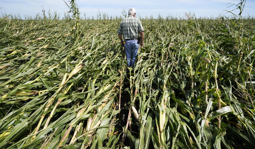 Rod Pierce walks through a cornfield damaged in the derecho earlier this month, Thursday, Aug. 20, 2020, near Woodward, Iowa. Pierce is among hundreds of Iowa farmers who are still puzzling over what to do next following the Aug. 10 derecho, a storm that hit several Midwestern states but was especially devastating in Iowa as it cut west to east through the state's midsection with winds of up to 140 mph. (AP Photo/Charlie Neibergall)