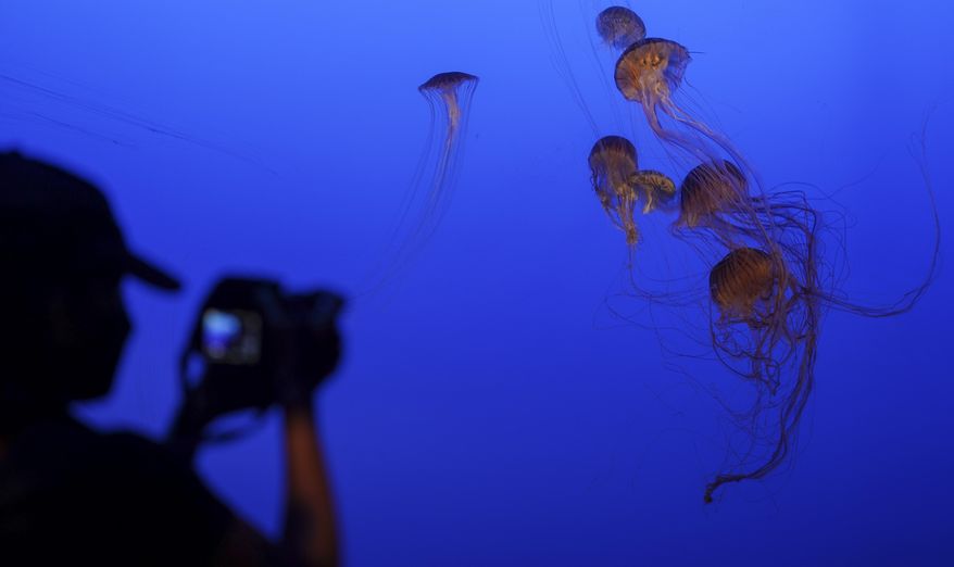 A visitor makes a photo of stinging jellyfish in the "Spineless" exhibit at the New York Aquarium, Monday, Aug. 24, 2020, in New York. (AP Photo/Bebeto Matthews) ** FILE **