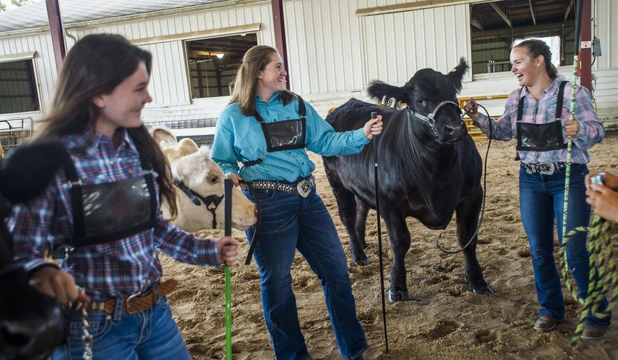 Isabelle Diehl, 14, center, chats with friends Chloe Nieto, right, and Grace Stern, left, as they get ready to show their animals in the Intermediate Beef Showmanship contest Tuesday morning, Aug. 18, 2020, at the Midland County Fairgrounds in Midland, Mich. Isabelle took first place in the category, while Grace took third and Chloe took fourth. (Katy Kildee/Midland Daily News via AP)