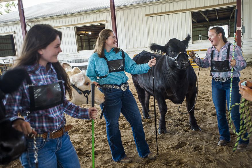 Isabelle Diehl, 14, center, chats with friends Chloe Nieto, right, and Grace Stern, left, as they get ready to show their animals in the Intermediate Beef Showmanship contest Tuesday morning, Aug. 18, 2020, at the Midland County Fairgrounds in Midland, Mich. Isabelle took first place in the category, while Grace took third and Chloe took fourth. (Katy Kildee/Midland Daily News via AP)