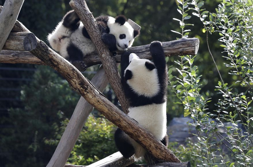 The Panda bear cubs Meng Xiang (nickname Piet), right, and Meng Yuan (nickname Paule), left, are climb in their enclosure during their first birthday in Berlin, Germany, Monday, Aug. 31, 2020. (AP Photo/Michael Sohn)