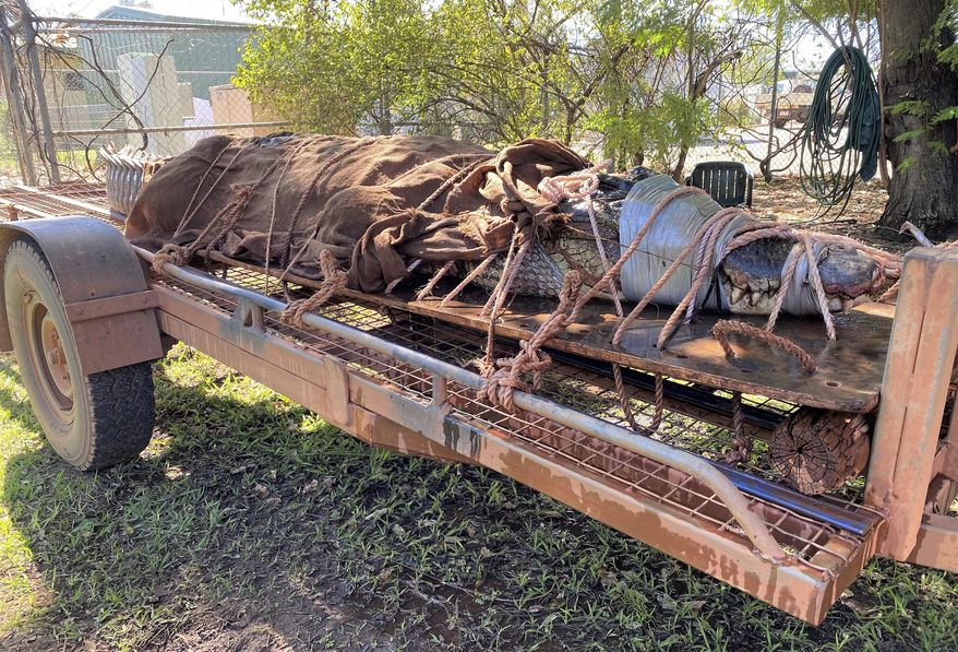 In this photo provided by Northern Territory Dept. of Tourism, Sport and Culture, a 350-kilogram (770-pound) male crocodile is tied to the back of a trailer in Katherine, Australia on Aug. 28, 2020. Wildlife rangers trapped the 4.4-meter (14.5-foot) saltwater crocodile at a tourist destination in Australia's Northern Territory, the biggest caught in the area in years, a wildlife ranger said on Monday, Aug. 31, 2020. (Northern Territory Dept. of Tourism, Sport and Culture via AP)