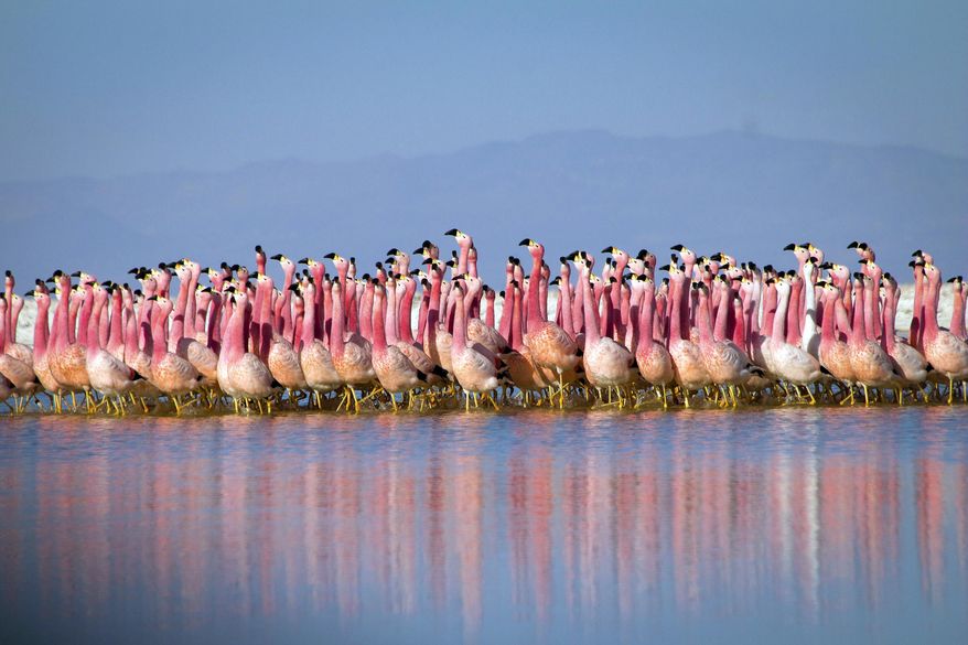 This image released by BBC Studios/BBC America shows a flamingo colony in the Andes in a scene from “Planet Earth: A Celebration.” The one-hour special pulls together sequences from “Planet Earth II” and “Blue Planet II” with a new narration from David Attenborough and a reworked score by Hans Zimmer and Jacob Shea. It premieres on Monday at 8 p.m. ET/7p.m. CT across BBC AMERICA, AMC, SundanceTV and IFC. (Justin Anderson/BBC Studios/BBC America via AP)