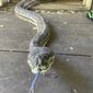 In this photo provided by Steven Brown, a snake slithers out the door of a home at Laceys Creek, Australia, Monday, Aug. 31, 2020. David Tait returned home and was surprised to discover that his kitchen ceiling had collapsed under the weight of two large pythons apparently fighting over a mate. (Steven Brown/Brisbane North Snake Catchers and Relocation via AP)