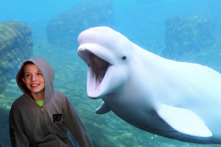 FILE - In this Feb. 28, 2015 file photo, a visitor views a beluga whale at the Mystic Seaport Aquarium, in Mystic, Conn. Animal rights advocates have filed a lawsuit in an effort to stop the aquarium from acquiring five more beluga whales for research, saying they would be harmed by the long voyage and losing their relationships with other belugas they've lived with at an aquarium in Canada. (Gregory Payan via AP,File)