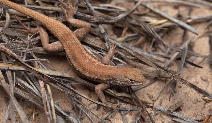 FILE - In this May 1, 2015, file photo is a Dunes Sagebrush lizard in New Mexico. The Trump administration wants to put greater weight on the economic benefits of development when deciding if land or water should be protected for imperiled species. (U.S. Fish and Wildlife Service via AP, File)
