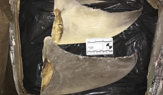 In this Jan. 29, 2020 photo made available by the U.S. Fish and Wildlife Service, confiscated hammerhead shark fins are displayed at the Port of Miami. Federal authorities say they indicted 12 people and seized nearly $8 million in cash, jewels and precious metals after disrupting a criminal enterprise that dealt drugs and sold illegally harvested shark fins to buyers overseas. U.S. Attorney Bobby Christine in Savannah, Georgia, told a news conference Thursday, Sept. 3, 2020 that the U.S. Fish and Wildlife Service uncovered the conspiracy while investigating the illegal practice of cutting the fins off live sharks and dumping them back into the water to die. (U.S. Fish and Wildlife Service via AP)