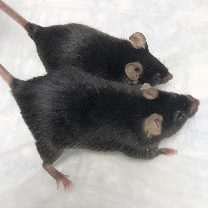 This August 2020 photo provided by Dr. Se-Jin Lee shows a normal mouse and a “twice-muscled” mouse developed at the The Jackson Laboratory of the University of Connecticut School of Medicine in Farmington, Conn. Findings published on Monday, Sept. 7, 2020, show that muscle-bound mice, similar to the one pictured, held on to their bodybuilder-type physiques during a one month space mission. (Dr. Se-Jin Lee/University of Connecticut School of Medicine via AP)