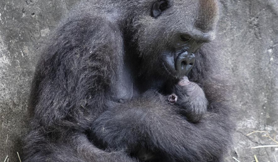 In this photo provided by the Audubon Nature Institute, Tumani, a critically endangered western lowland gorilla holds her newborn at an enclosure at the Audubon Zoo, following its birth on Friday, Sept. 4, 2020, in New Orleans. It&#39;s Audubon&#39;s first gorilla birth in nearly 25 years and the first offspring for the 13-year-old gorilla. (Jonathan Vogel/Audubon Nature Institute via AP)