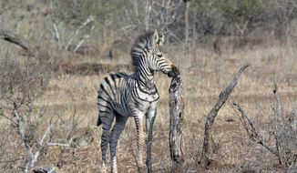 A baby zebra is seen in the Kruger National Park, South Africa, Monday, Aug, 24, 2020. Africa&#39;s tourism sector is struggling to cope with the drop in international travel caused by the COVID-19 pandemic. The World Travel and Tourism Council estimates the drop in travel caused by the COVID-19 pandemic will see Africa lose between $53 billion and $120 billion in contributions to its GDP in 2020. ( AP Photo/Kevin Anderson)
