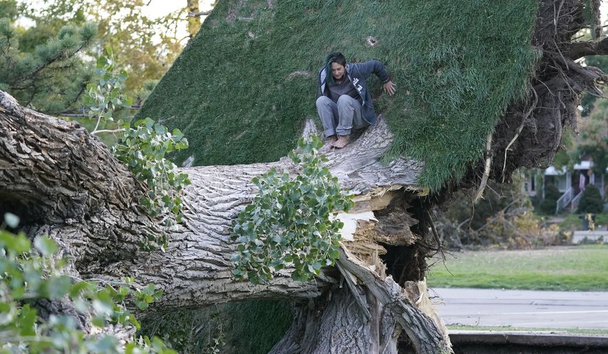 Charlie Adams climbs on a fallen tree Thursday, Sept. 10, 2020, in Salt Lake City. Two days after a windstorm wreaked havoc in Utah, many schools remain closed and tens of thousands are still without power. (AP Photo/Rick Bowmer)