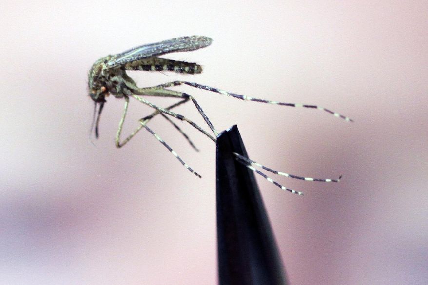 FILE - In this Sept. 8, 2010, file photo, a mosquito is held up for inspection at a research institute in Portland, Maine. Officials said that dry conditions across Maine and the region during the summer of 2020 have led to a dramatic drop in biting insects like mosquitoes and ticks. (AP Photo/Pat Wellenbach, File)