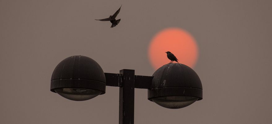As the red sun colored by Western wildfires rises, a bird joins another on top of a light post near Walla Walla Community College in Walla Walla, Wash., Wednesday, Sept. 16, 2020. (Greg Lehman/Walla Walla Union-Bulletin via AP)