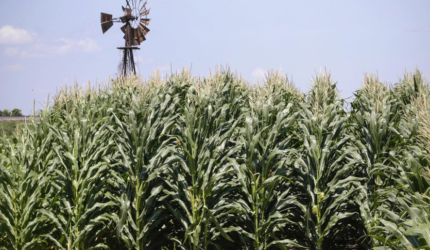 FILE - In this July 11, 2018, file photo, a field of corn grows in front of an old windmill in Pacific Junction, Iowa. The federal government said Friday, Sept. 18, 2020, it would give farmers an additional $14 billion to compensate them for the difficulties they've experienced selling their crops, milk and meat because of the coronavirus pandemic. (AP Photo/Nati Harnik, File )