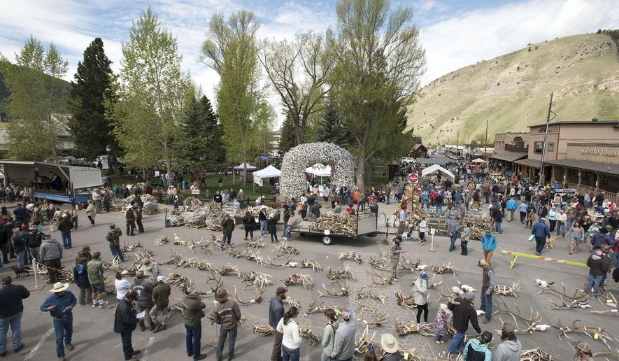 Antler buyers and curious onlookers look over the selection of antlers up for auction and sale during Elkfest, on May 11, 2018, in Jackson, Wyo. Thousands of pounds of antlers gathered from the National Elk Refuge by Boy Scouts and refuge staff are typically sold at the ElkFest antler auction in May. This year they will be sold in a virtual auction after the 2020 event was canceled due to the COVID-19 pandemic. (Bradly J. Boner/Jackson Hole News &amp;amp; Guide via AP)