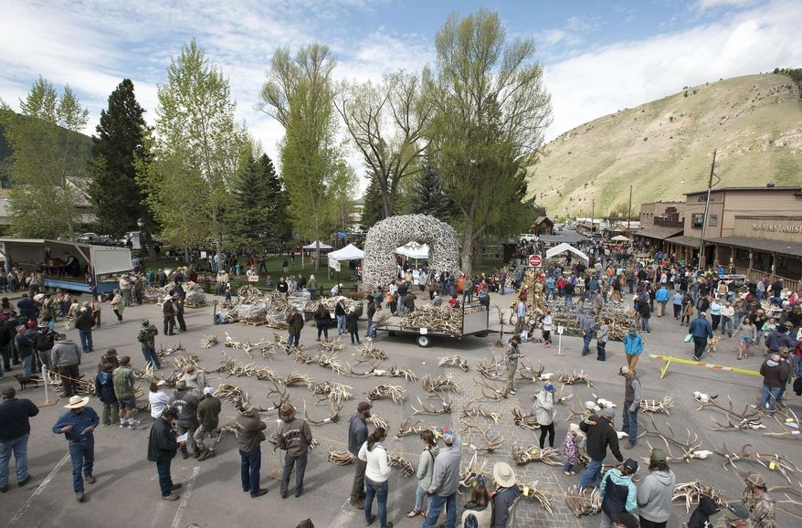 Antler buyers and curious onlookers look over the selection of antlers up for auction and sale during Elkfest, on May 11, 2018, in Jackson, Wyo. Thousands of pounds of antlers gathered from the National Elk Refuge by Boy Scouts and refuge staff are typically sold at the ElkFest antler auction in May. This year they will be sold in a virtual auction after the 2020 event was canceled due to the COVID-19 pandemic. (Bradly J. Boner/Jackson Hole News &amp;amp; Guide via AP)