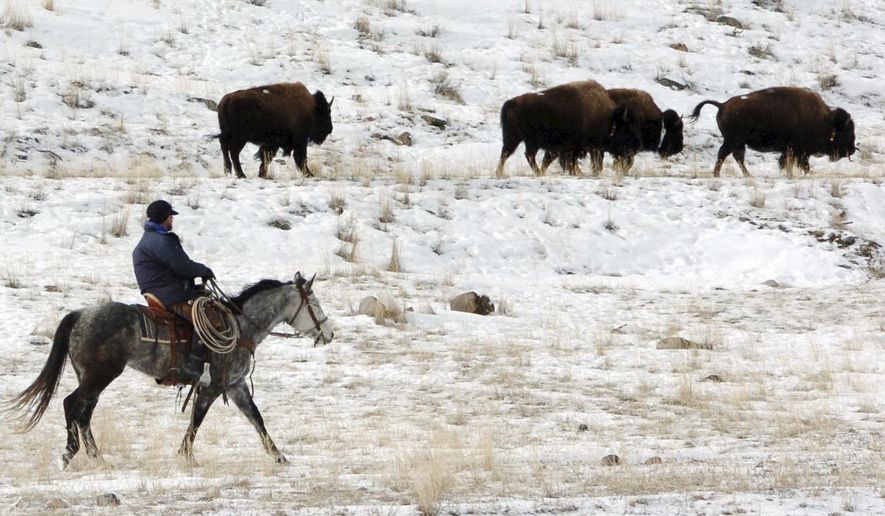 FILE - In this Jan. 19, 2011, file photo bison from Yellowstone National Park are herded down the Yellowstone River valley toward Cutler Meadow in the Gallatin National Forest, in Mont. Yellowstone National Park officials said in a 2018 briefing paper that they were ordered by then, Secretary of the Interior Ryan Zinke to manage the park&#39;s bison &amp;quot;more actively like cattle on a ranch.&amp;quot; (AP Photo/Matthew Brown, File)