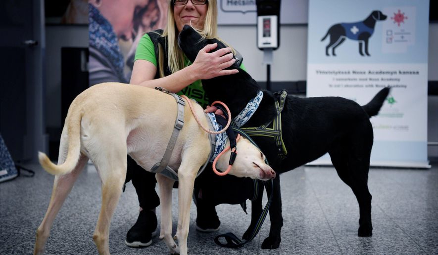 Sniffer dogs named K&#x27;ssi, left and Miina react with trainer Susanna Paavilainen at the Helsinki airport in Vantaa, Finland, Tuesday, Sept. 22, 2020. Four corona sniffer dogs are trained to detect the Covid-19 virus from the arriving passengers samples at the airport.  (Antti Aimo-Koivisto/Lehtikuva via AP)