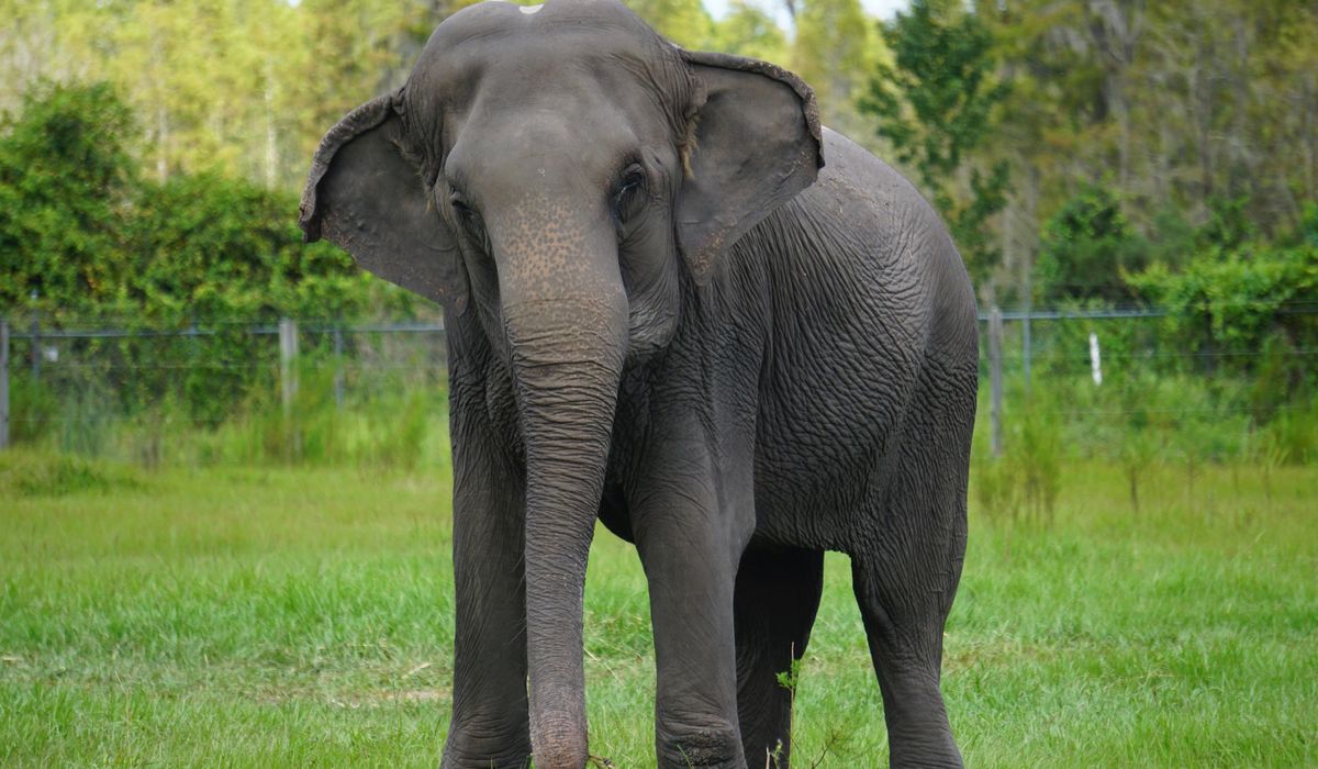De National Zoo heeft twee Aziatische olifanten ontvangen uit een Nederlandse dierentuin