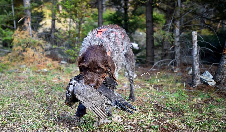 Covey, a wirehaired pointing Griffon, retrieves a blue grouse in the Helena-Lewis and Clark National Forest, is shown in an undated photo. (Thom Bridge/Independent Record via AP)