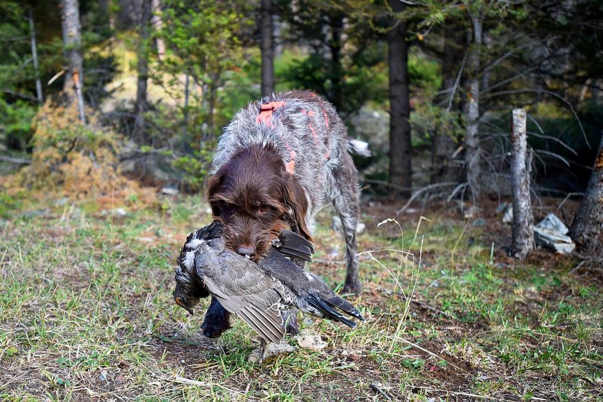 Covey, a wirehaired pointing Griffon, retrieves a blue grouse in the Helena-Lewis and Clark National Forest, is shown in an undated photo. (Thom Bridge/Independent Record via AP)