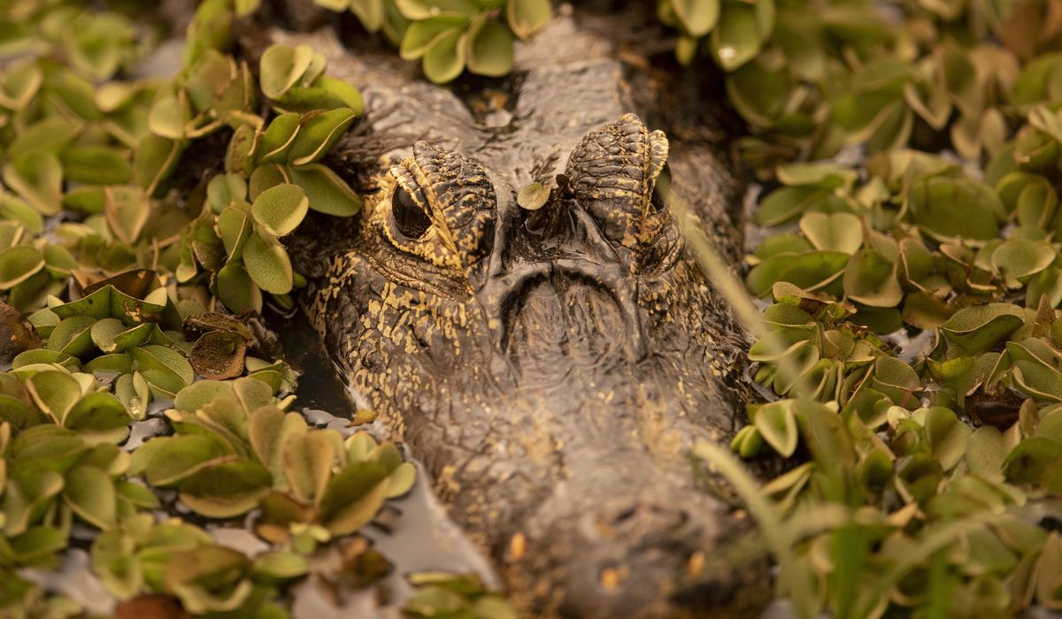 NextImg:Abandoned pet caiman found in Philadelphia park