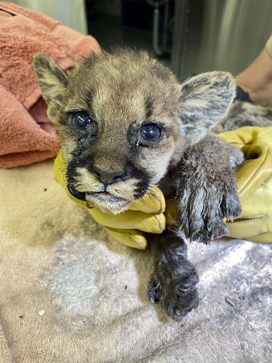 This image provided by the Oakland Zoo shows an orphaned mountain lion cub who was badly burned in a Northern California wildfire. An orphaned mountain lion cub who was badly burned in a Northern California wildfire is being treated at the Oakland Zoo after being rescued. The cub, believed to be four to six weeks old, had his whiskers singed off and his paws severely burned. (Oakland Zoo via AP)