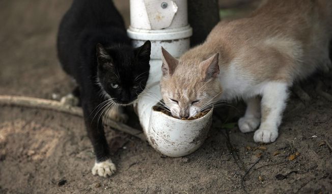Cats eat from a food dispenser filled up by volunteers from Animal Heart Protectors on Furtada Island, popularly known as “Island of the Cats,” in Mangaratiba, Brazil, Tuesday, Oct. 13, 2020. Volunteers are working to ensure the stray and feral cats living off the coast of Brazil have enough food after fishermen saw the animals eating others&#x27; corpses, an unexpected consequence of the coronavirus pandemic after restrictions forced people to quarantine, sunk tourism, shut restaurants that dish up seafood and sharply cut down boat traffic around the island. (AP Photo/Silvia Izquierdo)