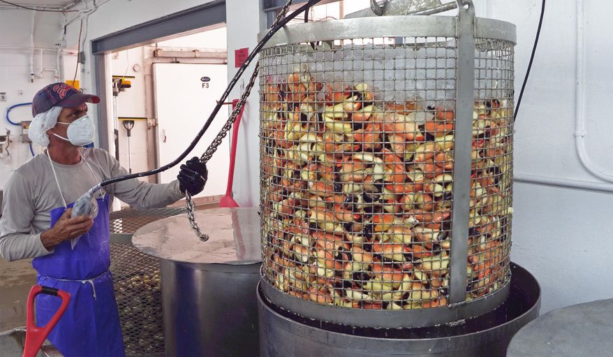 In this photo provided by the Florida Keys News Bureau, a seafood processor at Keys Fisheries in Marathon, Fla., raises a basket of stone crab claws Thursday, Oct. 15, 2020. Florida Keys commercial fishermen began the 2020-2021 stone crab harvest season Thursday amid new Florida fishing rules designed to increase future stocks of the tasty crab claws and concerns about consumer demand for this year's harvest due to the COVID-19 pandemic. (Bob Care/Florida Keys News Bureau via AP)
