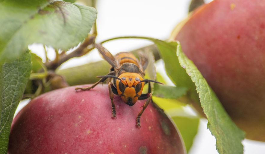 In this Oct. 7, 2020, photo provided by the Washington State Department of Agriculture, a live Asian giant hornet with a tracking device affixed to it sits on an apple in a tree where it was placed, near Blaine, Wash. Washington state officials say they were again unsuccessful at live-tracking an Asian giant hornet while trying to find and destroy a nest of the so-called murder hornets. The Washington State Department of Agriculture said Monday, Oct. 12, 2020, that an entomologist used dental floss to tie a tracking device on a female hornet, only to lose signs of her when she went into the forest. (Karla Salp/Washington State Department of Agriculture via AP)