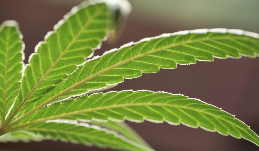 FILE - This May 20, 2019, file photo, shows a marijuana leaf on a plant at a cannabis grow in Gardena, Calif. Voters in four states could embrace broad legal marijuana sales on Election Day, setting the stage for a watershed year for the industry that could snowball into neighboring states as well as reshape policy on Capitol Hill. The Nov. 3, 2020, contests will take place in markedly different regions of the country, New Jersey, Arizona, South Dakota and Montana and approval of the proposals would highlight how public acceptance of cannabis is cutting across geography, demographics and the nation&#x27;s deep political divide. (AP Photo/Richard Vogel, File)