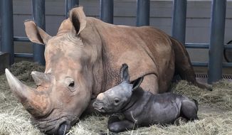 In this image provided by Walt Disney World, white rhinoceros Kendi, left, shows off a baby male rhino she gave birth to Sunday, Oct. 25, 2020, at Disney&#39;s Animal Kingdom at Walt Disney World Resort in Lake Buena Vista, Fla. The baby rhino was the result of a Species Survival Plan overseen by the Association of Zoos and Aquariums to ensure the responsible breeding of endangered species. (Walt Disney World via AP)