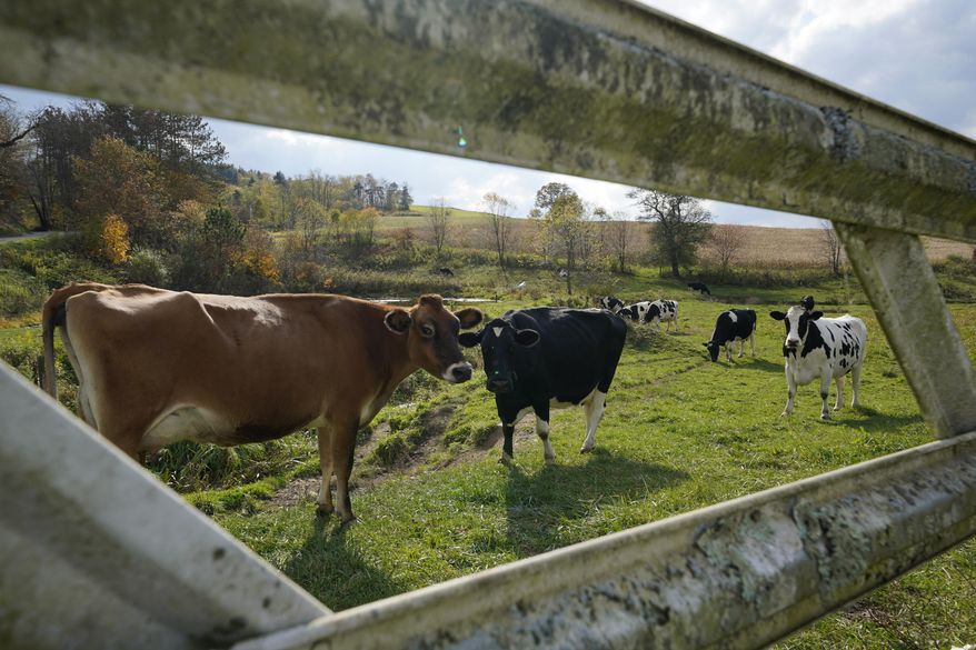 Cows graze in a pasture in Sarver, Pa., in Butler County, on Oct. 15, 2020. Al Lindsay, who leads the Butler County Republicans, says the push to register voters has been made easier by frustrations over pandemic lockdowns and a growing belief that Democrats don&#39;t understand people who are religious and rural. (AP Photo/Gene J. Puskar) **FILE**