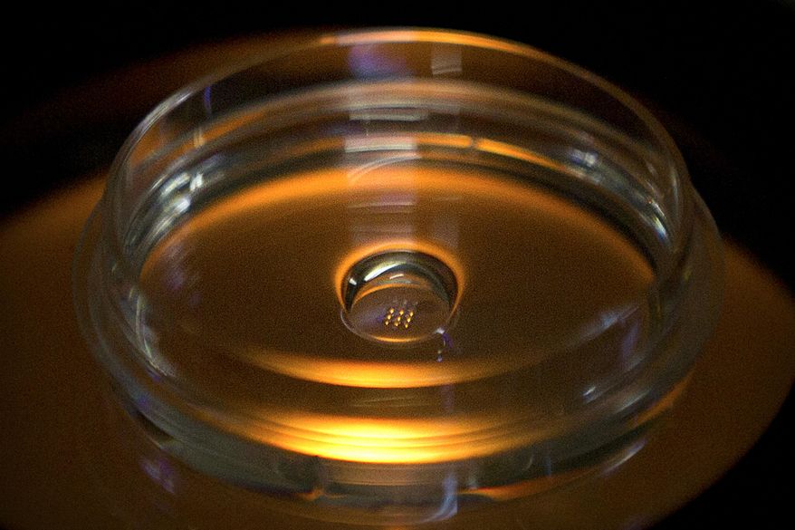 FILE - In this Oct. 9, 2018, file photo, a lab dish containing embryos that have been injected with Cas9 protein and PCSK9 sgRNA is seen in a laboratory in Shenzhen in southern China's Guangdong province. A lab experiment aimed at fixing defective DNA in human embryos gives a frightening look at what can go wrong with this type of “gene editing” and why leading scientists say it’s too unsafe to try. Researchers reported Tuesday, Oct. 28, 2020, that in more than half of the cases, the editing caused unintended changes, such as loss of an entire chromosome or big chunks of it. (AP Photo/Mark Schiefelbein, File)