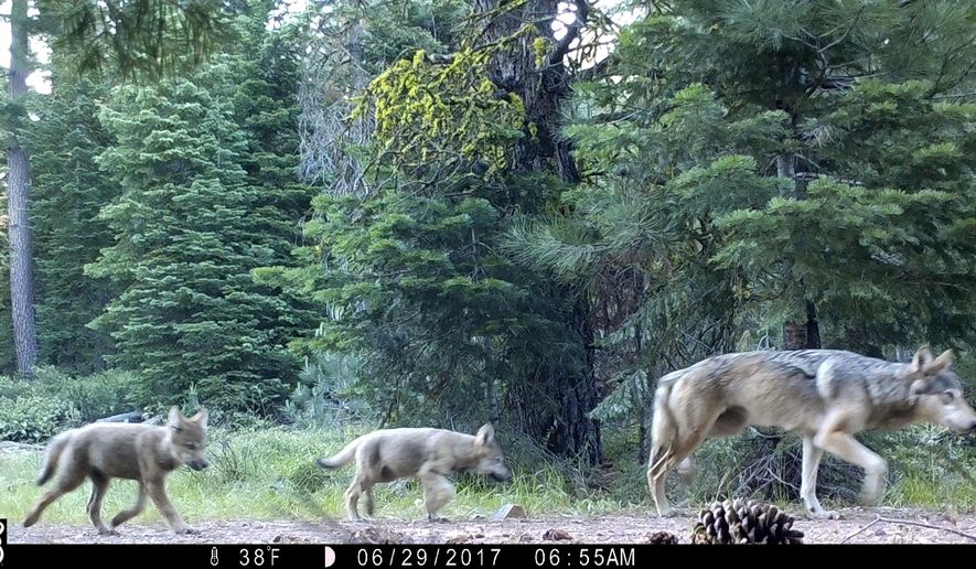 FILE - This June 29, 2017, file remote camera image provided by the U.S. Forest Service shows a female gray wolf and two of the three pups born in 2017 in the wilds of Lassen National Forest in Northern California. Trump administration officials on Thursday, Oct. 29, 2020, stripped Endangered Species Act protections for gray wolves in most of the U.S., ending longstanding federal safeguards and putting states in charge of overseeing the predators. (U.S. Forest Service via AP, File)