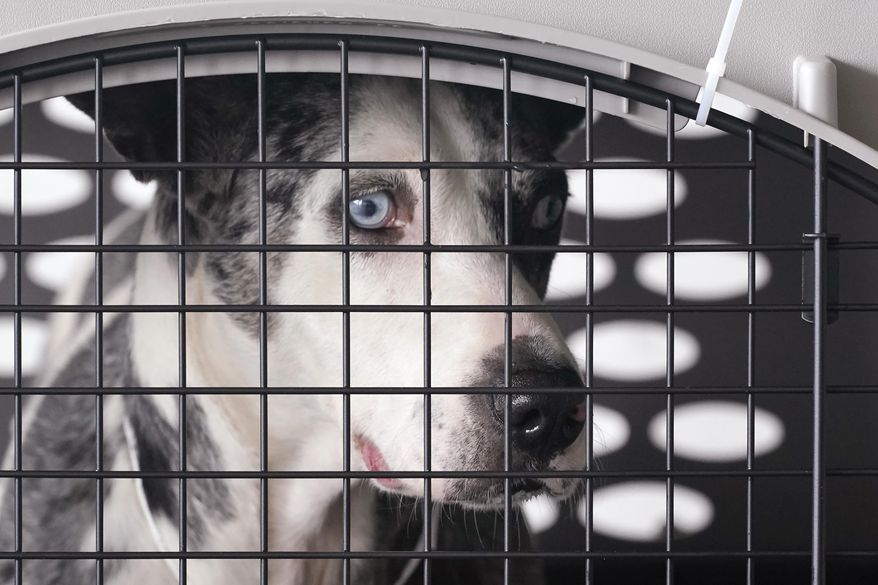 A dog peers out from a kennel after the landing of a &amp;quot;Paws Across the Pacific&amp;quot; pet rescue flight Thursday, Oct. 29, 2020, in Seattle. Volunteer organizations flew more than 600 dogs and cats from shelters across Hawaii to the U.S. mainland, calling it the largest pet rescue ever. The animals are being taken from overcrowded facilities in the islands to shelters in Washington state, Oregon, Idaho, and Montana. (AP Photo/Elaine Thompson)