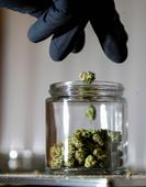 114_2020_election-2020-marijuana-l-28202.jpg