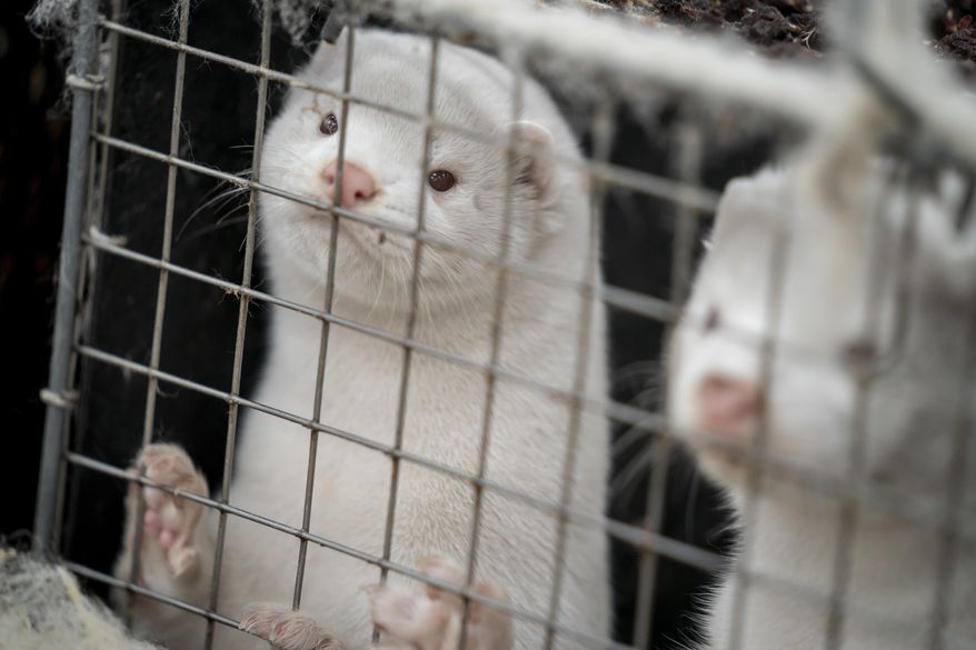 Henrik Nordgaard Hansen and Ann-Mona Kulsoe Larsen kill their herd, which consists of 3000 mother minks and their cubs, on their farm near Naestved, Denmark, Friday Nov. 6, 2020. More than a quarter million Danes have gone into lockdown in a northern region of the country where a mutated variation of the coronavirus has infected minks being farmed for their fur, leading to an order to kill millions of the animals. (Mads Claus Rasmussen/Ritzau Scanpix via AP)