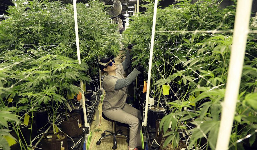 In this March 22, 2019, file photo, Heather Randazzo, a grow employee at Compassionate Care Foundation's medical marijuana dispensary, trims leaves off marijuana plants in the company's grow house in Egg Harbor Township, N.J. (AP Photo/Julio Cortez, File)