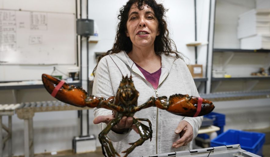 In this Wednesday, Nov. 18, 2020, photo, Stephanie Nadeau, owner of The Lobster Company, holds a lobster at her shipping facility in Arundel, Maine. Nadeau said the lobster industry needs assurance that it&#39;ll be able to sell lobsters to other countries without punitive tariffs and is hopeful that assurance will arrive under Democratic President-elect Joe Biden. (AP Photo/Robert F. Bukaty)