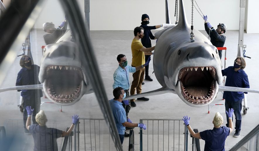 A fiberglass replica of Bruce, the shark featured in Steven Spielberg's classic 1975 film "Jaws," is raised to a suspended position for display at the new Academy of Museum of Motion Pictures, Friday, Nov. 20, 2020, in Los Angeles. The museum celebrating the art and science of movies is scheduled to open on April 30, 2021. (AP Photo/Chris Pizzello)