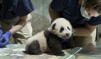 This handout photo released by the Smithsonian&#39;s National Zoo shows a panda cub named Xiao Qi Ji in Washington. More than three months after his birth, the National Zoo&#39;s new panda cub finally has a name. Officials at the Smithsonian, which runs the zoo, announced Monday, Nov. 23, 2020, that the cub born on August 21 would be named Xiao Qi Ji, which is Mandarin Chinese for “little miracle.”  (Smithsonian’s National Zoo via AP)
