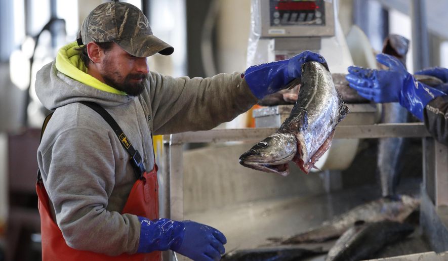 FILE - In this March 25, 2020, file photo, a worker weighs and sorts pollack at the Portland Fish Exchange in Portland, Maine. The coronavirus pandemic has hurt the U.S. seafood industry due to a precipitous fall in imports and exports and a drop in catch of some species. (AP Photo/Robert F. Bukaty, File)