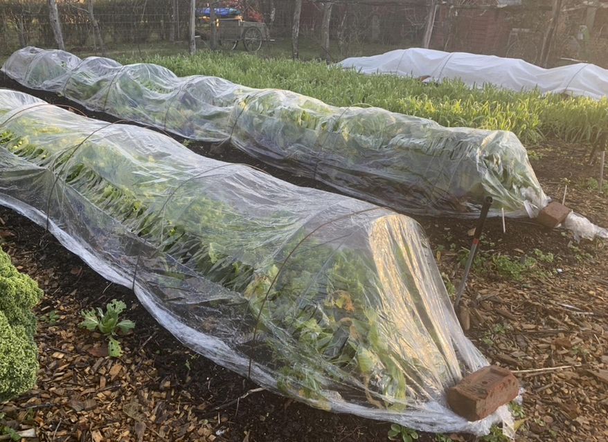 This undated photo shows an autumn vegetable garden in New Paltz, N.Y. Hardy vegetables such as lettuce, endive, and arugula can be harvested well into autumn even in northern gardens with some protection from "tunnels" covered with clear plastic or row covers. (Lee Reich via AP)